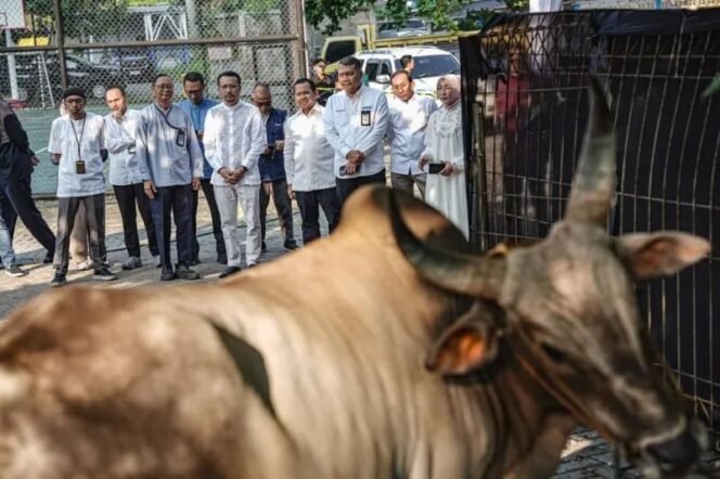 
 Momentum Iduladha, Pertamina Patra Niaga Bagikan 2.031 Hewan Kurban