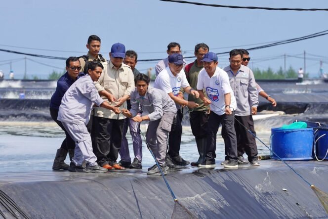 
 Bersama Pekerja Tambak BUBK Kebumen, Prabowo Panen Raya Udang Vannamei