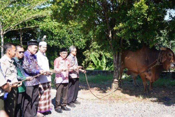 
 Jelang Iduladha, Pemkab Banjar Serahkan Sapi Kurban Presiden Prabowo