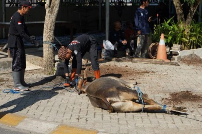 
 Hari Raya Idul Adha, Pemkab Banjar Sembelih Tiga Sapi Kurban