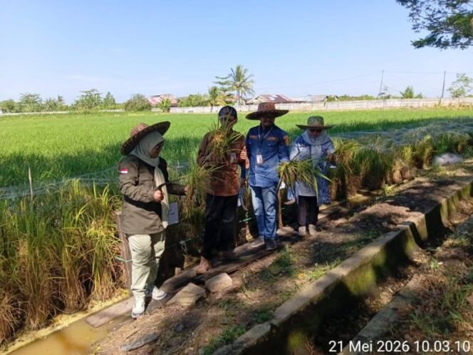 
 Panen Perdana Padi Apung, DPKP Kalsel Sukses Manfaatkan Lahan Rawa