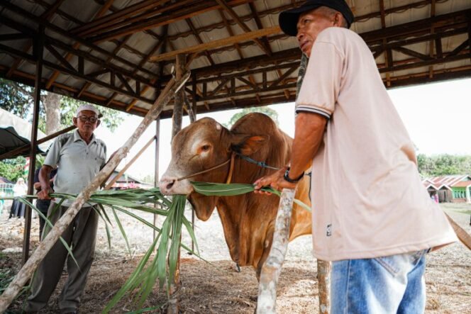 
 Pemko Banjarbaru Serahkan Sapi Kurban Presiden kepada Desa Batu Ampar Sungai Tiung