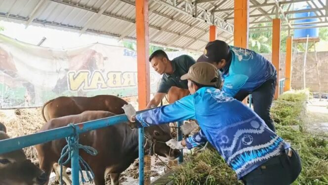 
 Gelar Sidak di Cindai Alus, Distan Banjar Pastikan Ratusan Sapi Layak Kurban