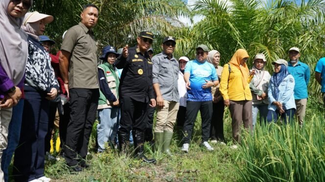 
 Bupati Kotabaru Panen Raya Padi di Pulau Laut Timur, Targetkan Kotabaru Jadi Lumbung Pangan