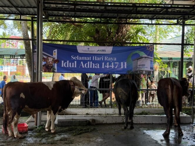 
 Ketersediaan Surplus, Disbunnak Kalsel Pastikan Kesehatan Hewan Kurban