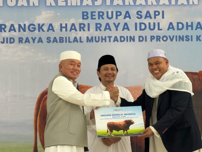 
 Sapi Kurban Bantuan Kemasyarakatan Presiden RI Diserahkan ke Masjid Raya Sabilal Muhtadin