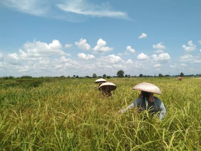 
 Lindungi Petani dari Gagal Panen, Pemprov Kalsel Gulirkan Program AUTP