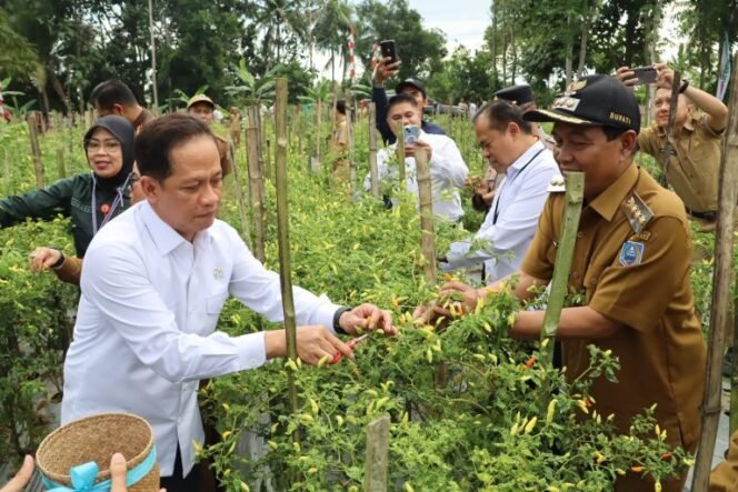 
 Wamenko Pangan Ikuti Panen Cabai, Dukung Ketahanan Pangan & Kendali Inflasi