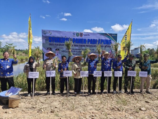 
 DPKP Kalsel Sukses Tanam Padi Apung di Tapin, Produktivitas Capai 6,5 Ton per Hektare