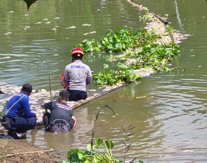 
 Dampak Kematian Ikan Massal, Pemkab Banjar & Relawan Bergerak Cepat Lakukan Penanganan