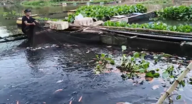 
 Cegah Kematian Ikan, DKPP Banjar Pantau Kualitas Air Keramba Jala Apung Saat Musim Kemarau