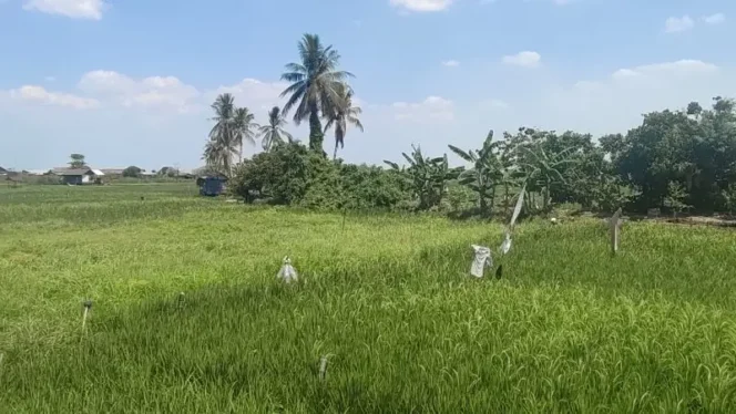 
 Masuki Usia 76 Tahun, Kabupaten Banjar Perkokoh Posisi sebagai Lumbung Pangan Kalsel
