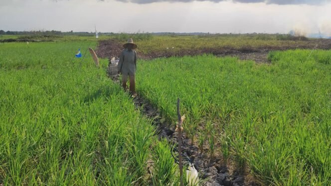 
 Kemarau Ancam 330 Hektare Sawah di Kabupaten Banjar, Petani Usul Sumur Bor Cegah Gagal Panen