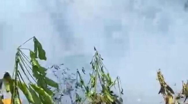 Lahan bekas kebun sayur yang terbakar sekitar 0,5 hektare di Kecamatan Bajuin.
