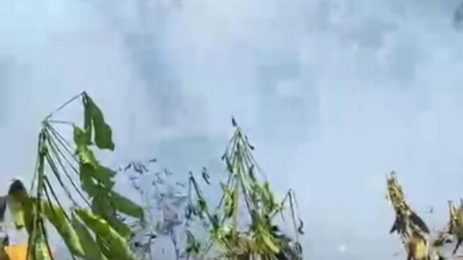 
 Lahan bekas kebun sayur yang terbakar sekitar 0,5 hektare di Kecamatan Bajuin.