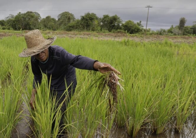 
 Lindungi Petani Hadapi El Nino, Kementan Alokasikan AUTP untuk 100 Ribu Hektare