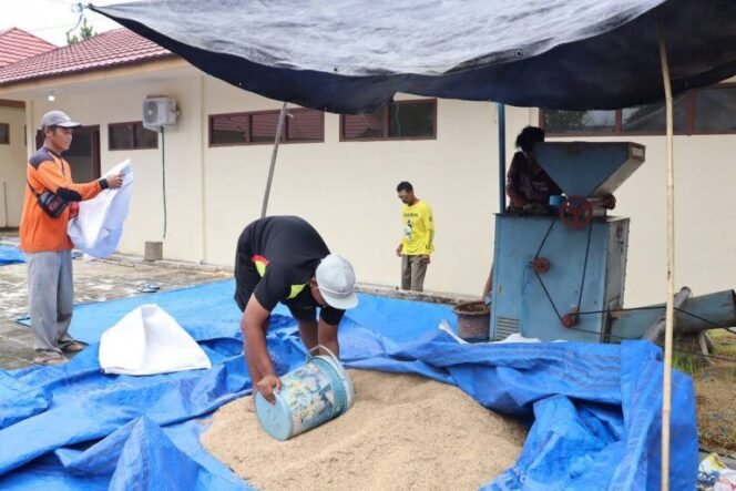 
 BBTPH Kalsel Tetap Jaga Ketersediaan Benih Petani Saat Kemarau Panjang
