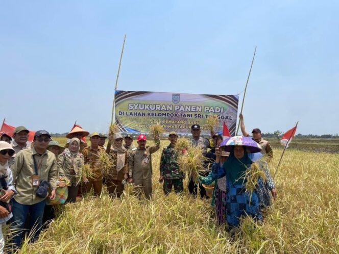 
 Kelompok Tani Sri Tunggal Panen Padi 5 Hektare Saat Kemarau Panjang, Pemprov Kalsel Sampaikan Apresiasi