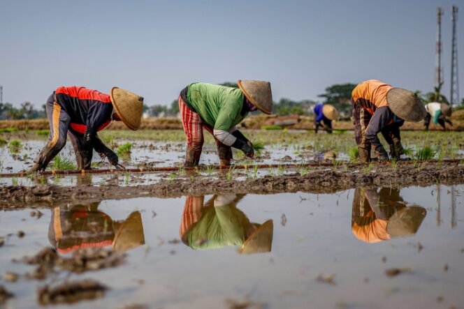 
 Hadapi El Nino, Produksi Pangan Nasional Tetap Aman & Surplus Terjaga