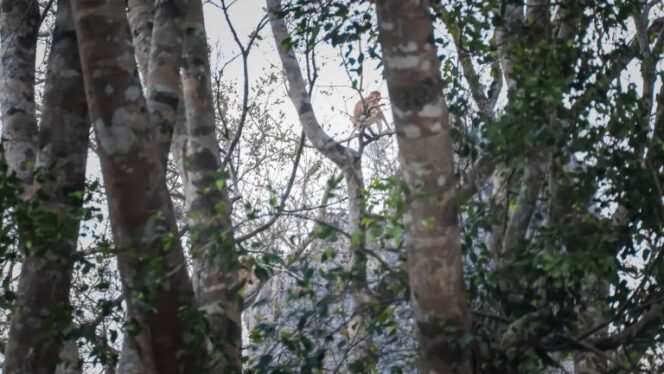 
 Batu Laki Jadi Ruang Hidup Bekantan & Potensi Wisata Edukasi Biodiversitas