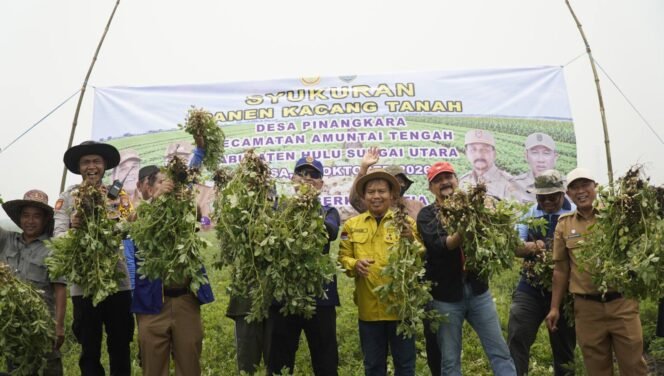 
 Perkuat Produksi Pertanian, Pemprov Kalsel Panen Kacang Tanah di HSU
