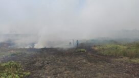 Karhutla di Salah Satu Wialyah Kabupaten Banjar. Foto:Ricek.ID